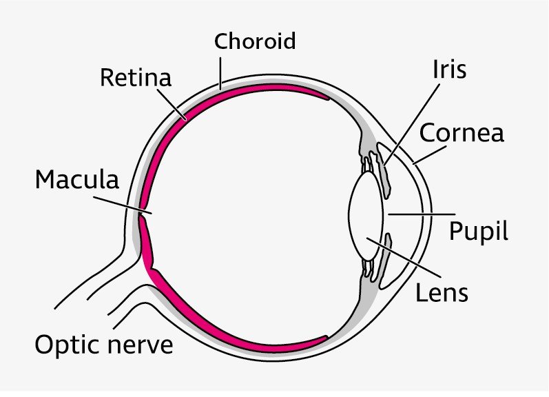 A diagram showing a cross section of the human eye.
