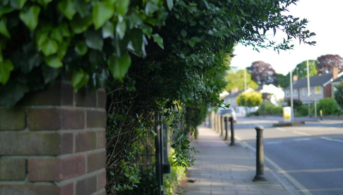 A view down a residential street of overgrown shrubbery overhanging the pavement.